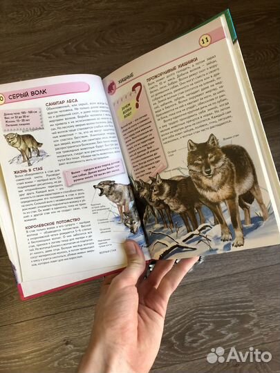 Животные наших лесов - Ю.К.Школьник