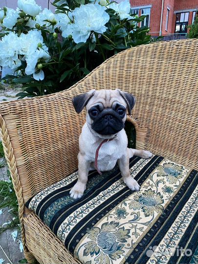 Мопс щенок девочка