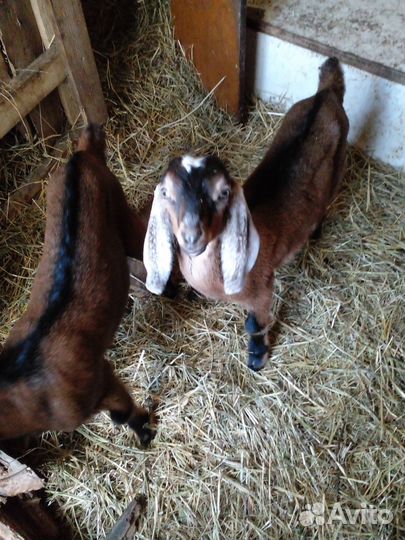 Продажа козлят