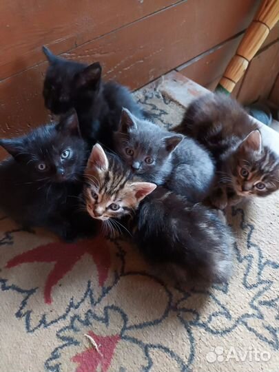 Кошки в добрые руки бесплатно