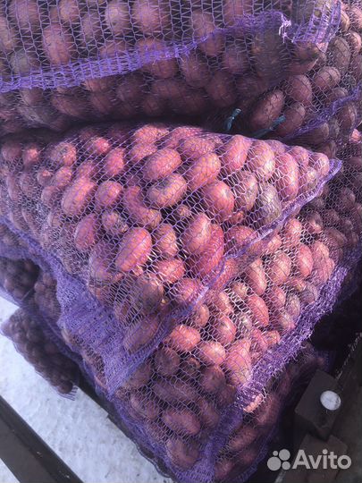 Картофель бюджетный оптом