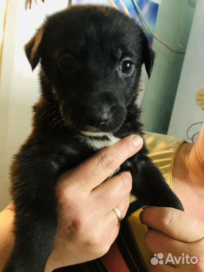 Щенки в добрые руки