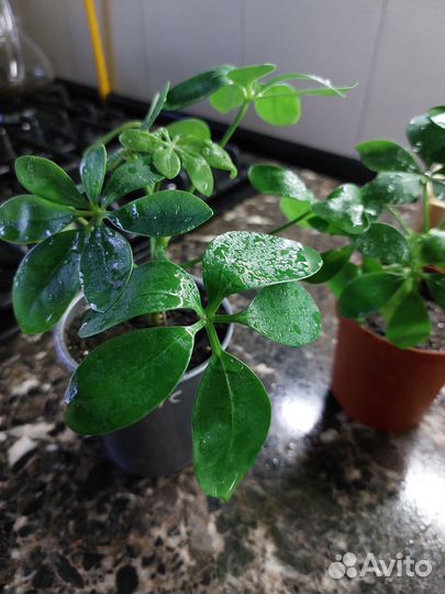 Шеффлера комнатный цветок