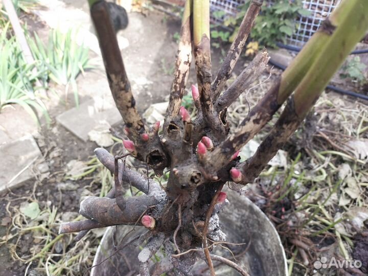 Пион Фестива Максима