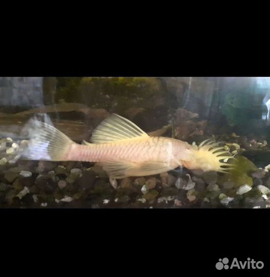 Анциструсы сомы взрослые