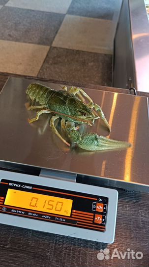 Рак Живой в наличии варим под заказ