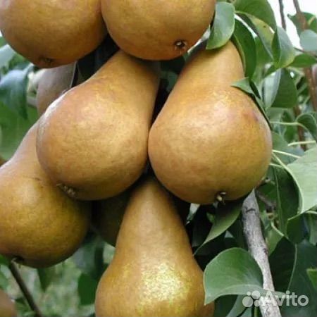 Саженцы груши Бере боск