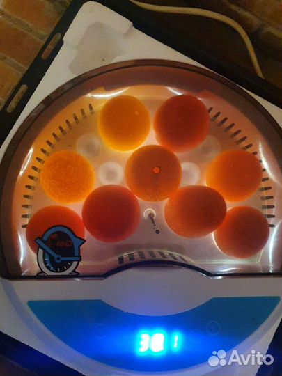 Инкубатор + брудер