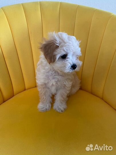 Мальтипу Сабака щенок