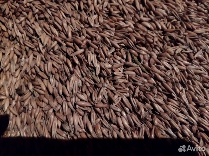 Овес ячмень пшеница