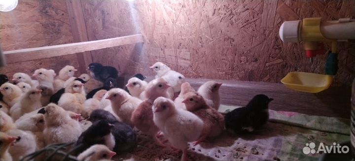 Цыплята суточные несушки