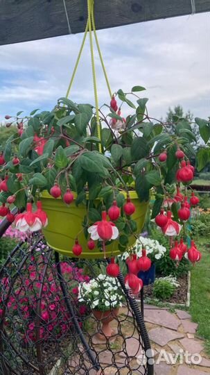 Фукция swingtime