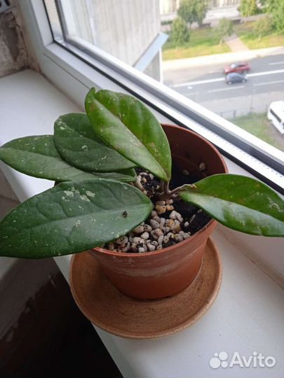 Хойя, комнатное растение