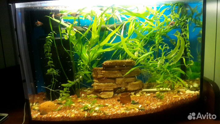 Обслуживание аквариумов