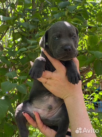 Щенки Питбуль - Прайтера