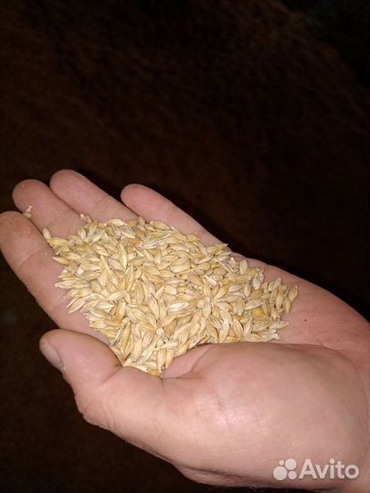 Зерно, зерносмесь