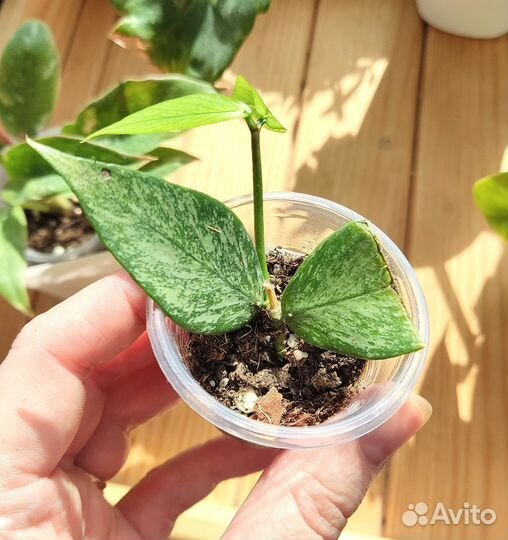 Хойя полинейро брогет