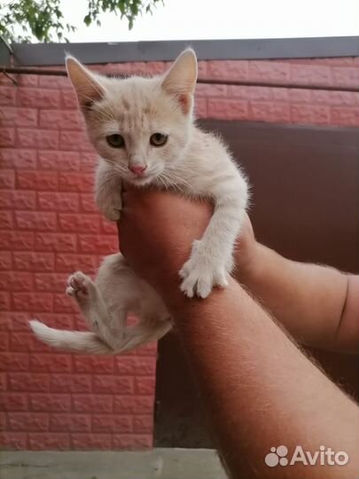 Отдам котенка в добрые руки