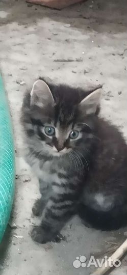 Игривые Котята 2 месяца