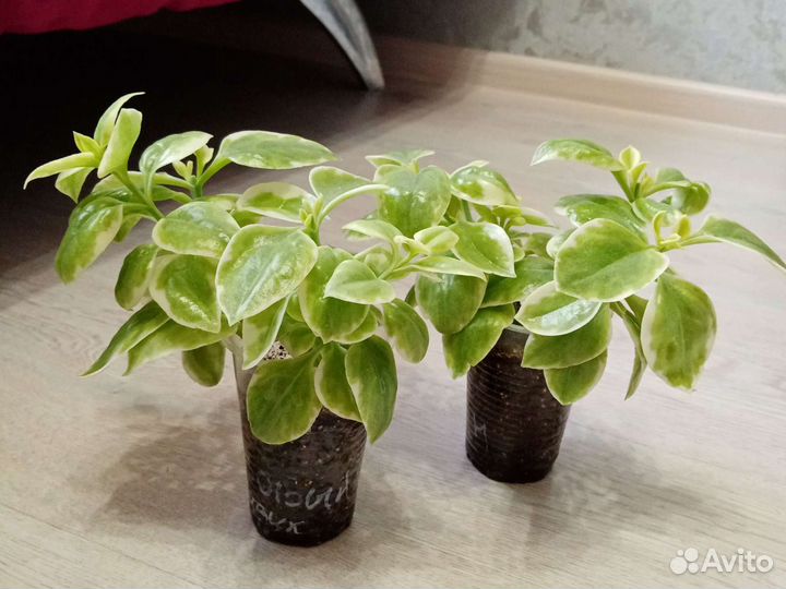 Аптения (семейное счастье )