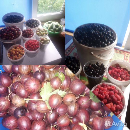 Крыжовник, варенье, соленья, компоты, чеснок