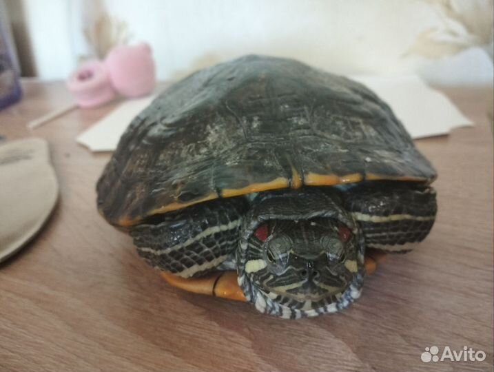 Красноухая черепаха