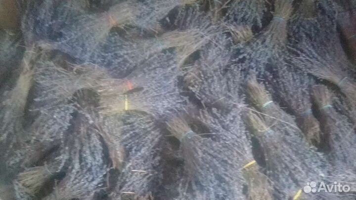 Лаванда оптом 90 р. Оптом. г. Севастополь