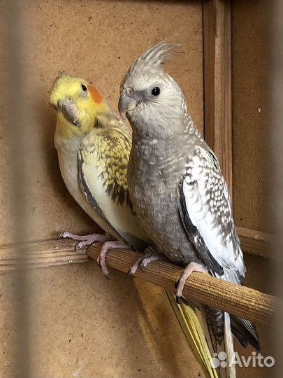 Попугай корелла птенец