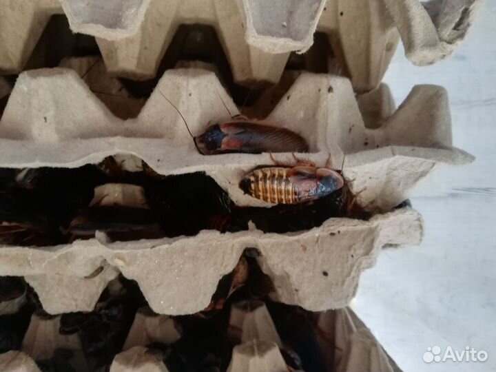 Аргентинский таракан