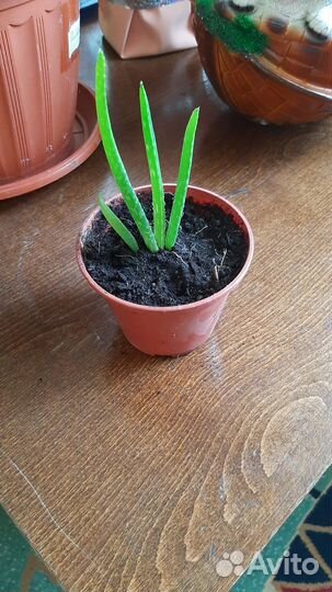 Комнатные цветы