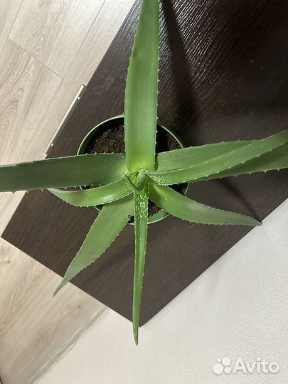 Алоэ вера 2 года