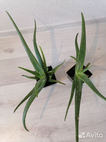 Алоэ вера растение