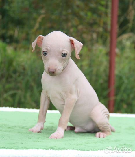 Агт, американский голый терьер