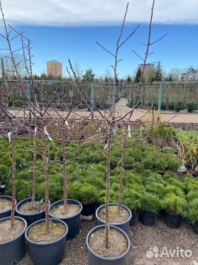 Саженцы Яблони из питомника