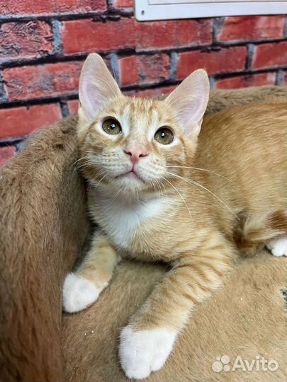 Котенок мальчик Персик 3 мес ищет дом