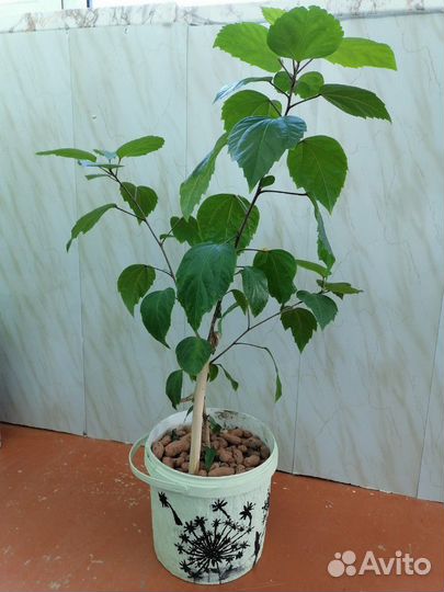 Гибискус для дома и офиса