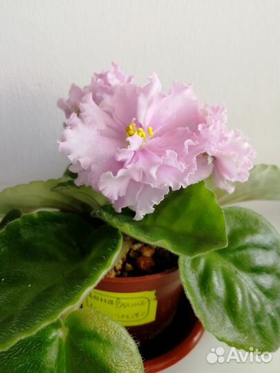 Цветущие сортовые сенполии