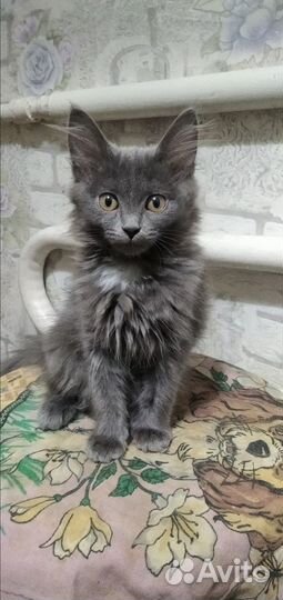 Отдадим котят