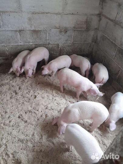 Поросята