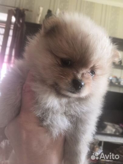 Шпицы девочки