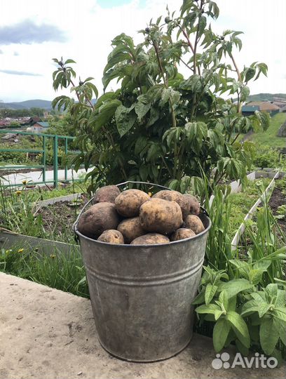 Продам картофель очень вкусный с доставкой