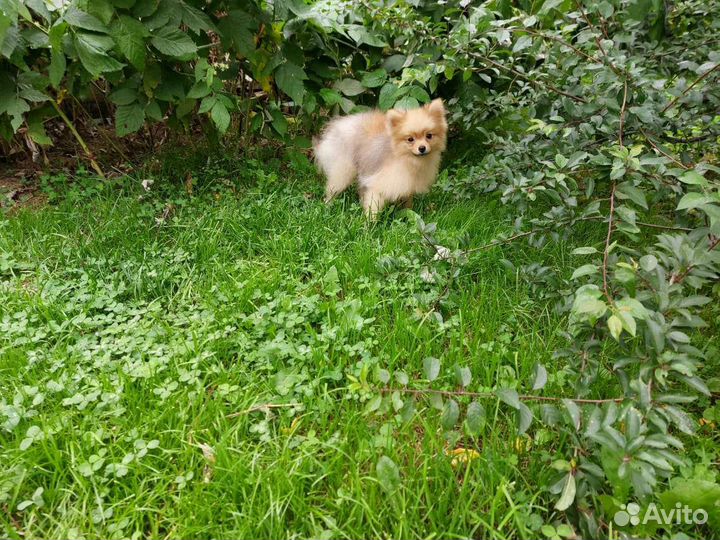 Померанский шпиц медвежьего типа