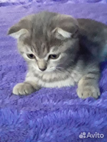 Кошка 2 месяца