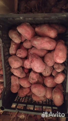 Семенной картофель купить в Челябинске | Товары для дома и дачи | Авито