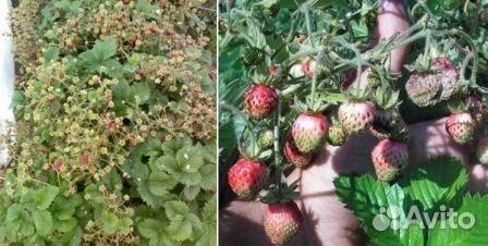 Клубника Земклуника Изабелла