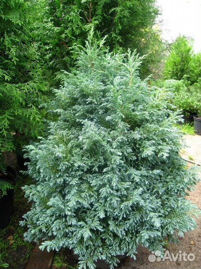 Кипарисовик горохоплодный булевард