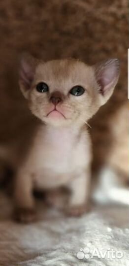 Котята европейской бурмы