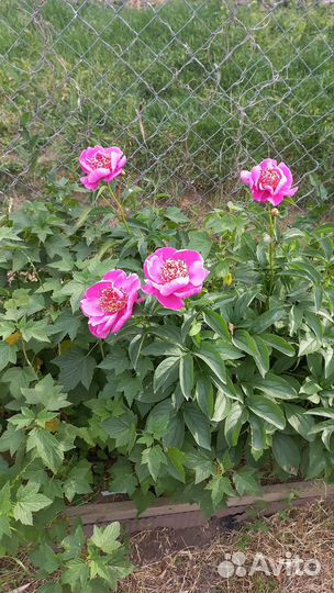 Пион Спиффи