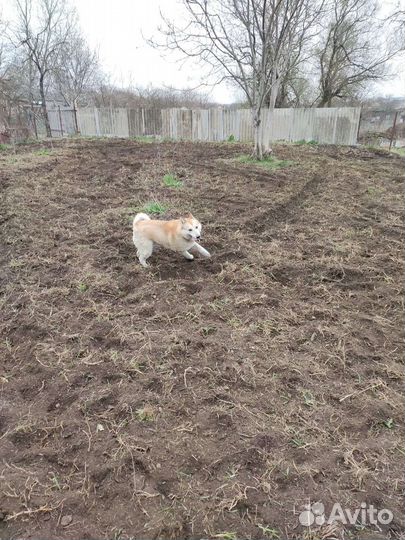 Западно сибирская лайка