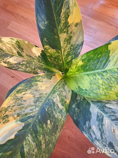 Диффенбахия